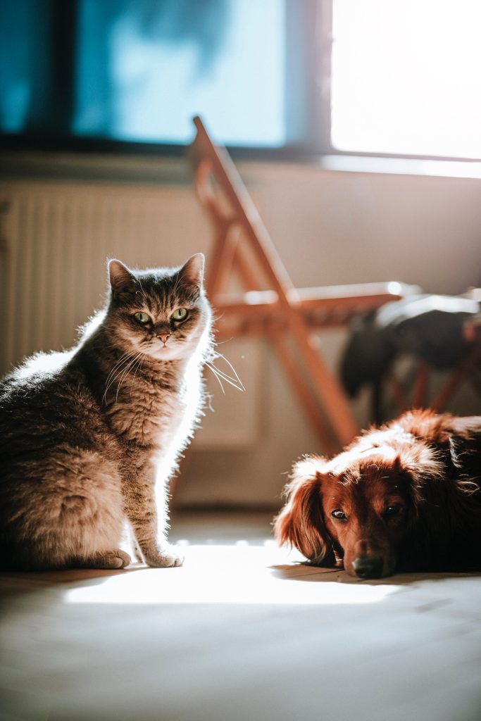 Tiere wie Hund und Katze